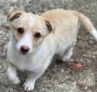 Mogli - ein Hundekind zum Verlieben