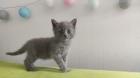 Sibirische Katzen Mix Welpen Kätzchen
