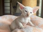 Siam und OKH Kitten mit Papiere Lieferung möglich
