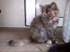 Maine Coon Kätzchen