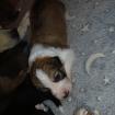 Golden Retriever Mix /Border Collie welpen