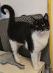 Jerry - Schmusekater Jerry sucht Zuhause