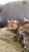 Süsse Bengalkitten 2 Weibchen und 2 Männchen