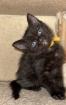 Siam Mix Kitten / Babykatze