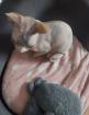 Spynx katzen mit Tasthaaren erwartet Babys