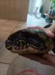Zwei Gelbwangenschmuckschildkröten zu verschenken Inklusive Aquarium und Unterschrank