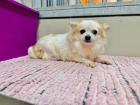 Pumba - lieb schüchtern - Chihuahua-Mischling