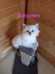 Kitten Heilige Birma