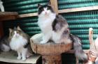 Norwegische Waldkatze- LILIANA -reinrassig mit Ahnentafel