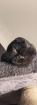 Scottich Fold Katze braun schwarz