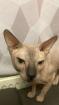 Deckkater Don Sphynx