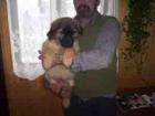 Retriever/Labrador Welpen