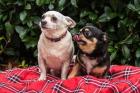 FÜRI - DOBBY-CHI - Chihuahua-Mix und Chihuahua - 9 und 5 Jahre alt - Tierhilfe-F