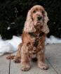 BENNY BUB - Cocker-Spaniel - 9 Jahre - Tierhilfe-Franken e. V.