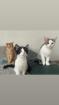 Babykatze 3 Monate alt abzugeben