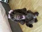 Deckrüden gesucht Reinrassiger Cocker Spaniel