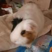 COOKIE - Meerschweinchen - 4 Jahre - Tierhilfe-Franken e. V.