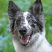 MALIN - Mix - 5 Jahre - Tierhilfe-Franken e. V.