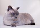 Suche Siamesische Katze blue point