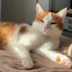 LINO - europäische Kurzhaarkatze - 2 Jahre - Tierhilfe-Franken e. V.