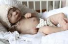 Letzter Tag - reduzierte Rebornpuppen