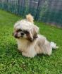 Bobby 6 Monate reinrassiger Shih Tzu