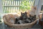 Entzückende Maine-Coon- Norweger Waldkatzen Kitten suchen neue Dosenöffner