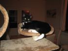 Kitty sucht ein neues liebevolles Zuhause.