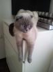 Scottish Fold Kater kastriert