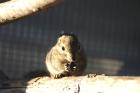 Streifenhörnchen