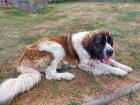 Welpen Moskauer Wachhund zu vergeben