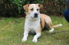Lounis - Mix - 4 Jahre - Tierhilfe-Franken e. V.
