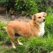 Bengy - liebe Hunde-Omi sucht liebevolles Zuhause