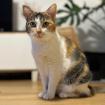 PIXI und BELLA- europäische Kurzhaar - 3 Jahre - Tierhilfe-Franken e. V.