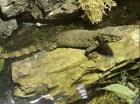 Krokodilschwanz-Höckerechse Pärchen Shinisaurus crocodilurus