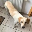 Candy - hat ihre Schwester verloren