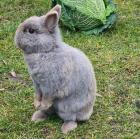 LEA - Zwergkaninchen sucht Anschluss - 5 Jahre - Tierhilfe-Franken e. V.