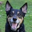 SKYLO - Mix - 6 Jahre - Tierhilfe-Franken e. V.
