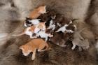 Ein bunter Haufen Orientalischer Kurzhaar Kitten von der zauberhaften Olivia chocolate Tricolour