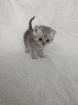Sechs süße BKH Kitten geb. 06. 05. 23 suchen ab Ende Juli ein neues Zuhause