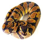 Königspython 1. 0 Enchi dhet Ultramel Piebald