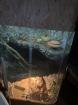 2 Königspythons und eine boa constrictor imperator abzugeben inkl. Terra