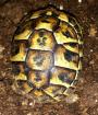 Griech. Landschildkröten THH NZ. 22 abzugeben