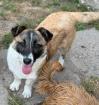 Snitel - fröhliche kleine Hundedame sucht Anschluss