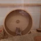 Hamster Männchen