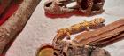 Leopardgecko 2 5 Jahre alt