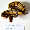 Königspython 1. 0 Fire dhet Ultramel Piebald