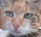 Sweety Glückskatze sucht dringend ein Zuhause aus dem Tierschutz / gechipt geimpft kastriert