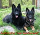 Altdeutsche Schäferhunde Wurfankündigung zum 01. 04. 2022