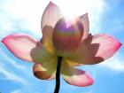 Workshop CranioSacral Yoga in Hamburg